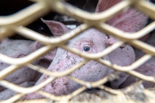 Ein Schwein bei einem Tiertransport,
zusammengepfercht zwischen Artgenossen