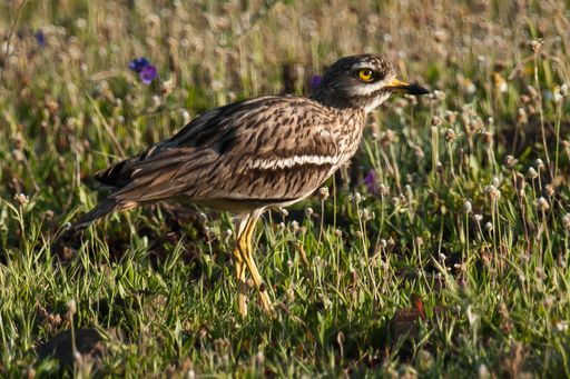 Triel ist einer der seltensten Vögel in Österreich
und vom Aussterben bedroht