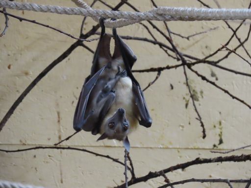 Vorschau Bild von Mit etwas Glück ist das erste Tierbaby 2023 für
Besucher*innen sichtbar.