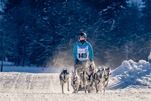  Schlittenhundegspann