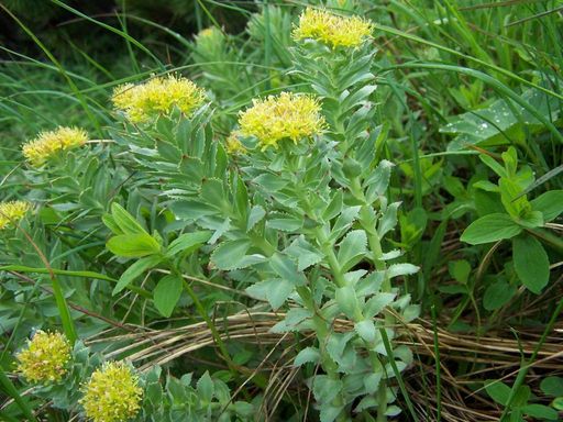 Vorschau Bild von Rosenwurz (Rhodiola rosea L.)