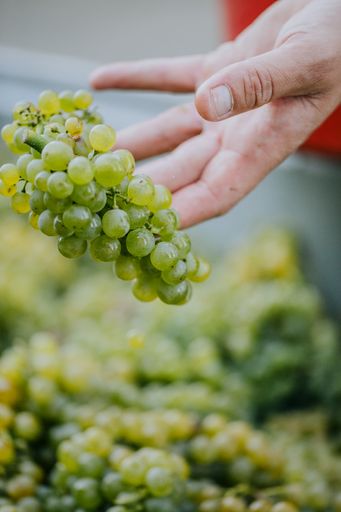 Vorschau Bild von Riedenweine aus der der Steiermark sind Weine „mit
geschützter Herkunft“ aus der höchsten Stufe der DAC-Pyramide. Die
Trauben der Weine sind handverlesen und stammen meist aus Lagen mit
extrem hoher Neigung.