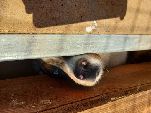 Eingesperrter Hund beim Züchter kurz vor der Beschlagnahmung