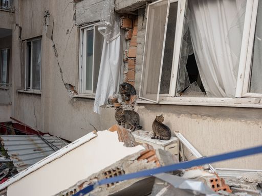 Vorschau Bild von Katzen vor einem zerstörten Gebäude