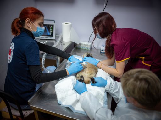  Das VIER PFOTEN Streunerhilfe-Team sterilisiert und
impft die Katzen, bevor es sie wieder in die jeweilige Gemeinde
zurückbringt.