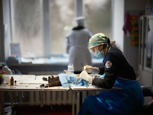 Vorschau Bild von Eine Katze wird von einer VIER PFOTEN Tierärztin
sterilisiert