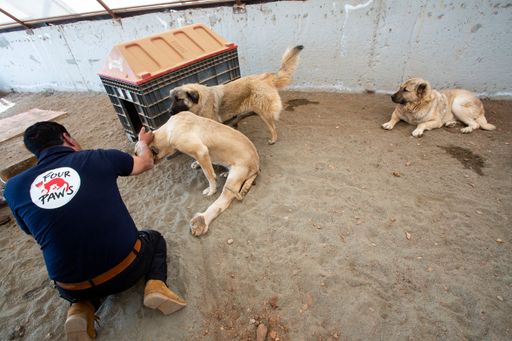Unzählige Tiere sind verletzt und müssen behandelt
werden
