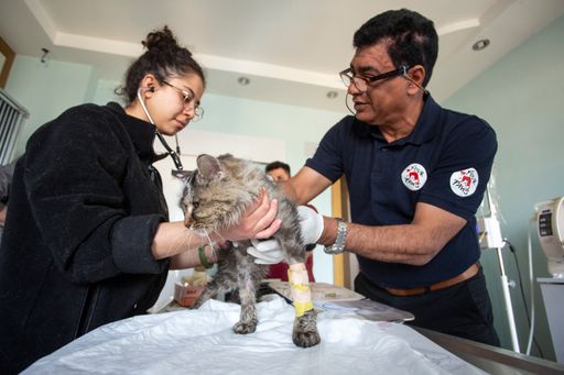 Vorschau Bild von FOUR PAWS mission in Türkiye after the
earthquakes..Türkiye | 2023 02 28 | FP Team helping on the ground
after the deadly earthquake that hit Türkiye and Syria on February
6th 2023.