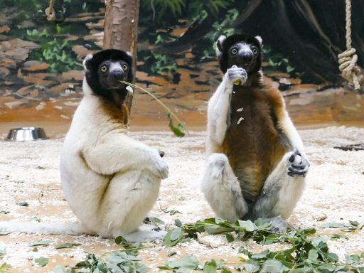Die beiden Kronensifakabrüder Jao und Toky im Zoo Heidelberg.
Mehrere europäische Zoos unterstützen gemeinsam ein
Artenschutzprojekt für die Kronensifakas auf Madagaskar. Die
Besonderheit des Sifaka Conservation-Projekts: 20 Sifakas in
Zoobeständen und weitere 9 Sifakas im Freilandgebiet werden als
gemeinsame Zuchtgruppe betreut. / Die Verwendung dieses Bildes für
redaktionelle Zwecke ist unter Beachtung aller mitgeteilten
Nutzungsbedingungen zulässig und dann auch honorarfrei.
Veröffentlichung ausschließlich mit Bildrechte-Hinweis.