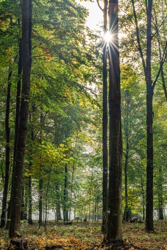 paxnatura Waldfriedhof Tillysburg, Oberösterreich.
Lichteinfall zwischen Bäumen