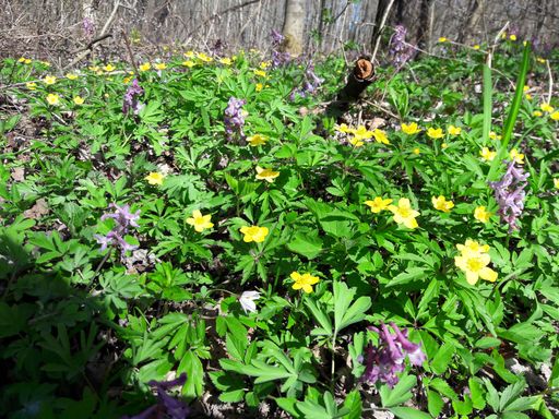 Vorschau Bild von Frühlingsblumen im Waldfriedhof. Natürlich
gewachsen. Auf Waldfriedhöfen werden keine Blumen gepflanzt. Alles
wächst von Natur aus. Die Flächen sind außer land- und
forstwirtschaftlichen Nutzen gestellt.