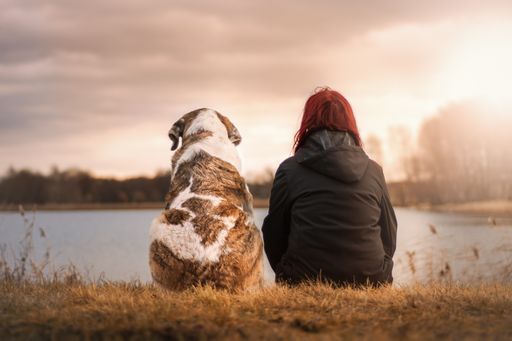 Vorschau Bild von Tiere sind im Leben sehr wertvolle Begleiter