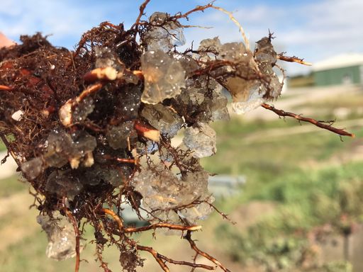 Vorschau Bild von Die Pflanze durchwächst mit den Feinwurzeln das
aufgequollene Polyter Granulat.