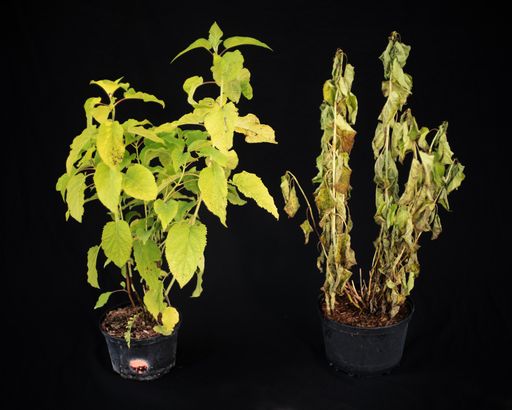 Vorschau Bild von Durch Polyter kann der Trockenheit entgegengewirkt
werden.