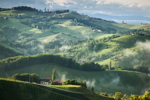 Vorschau Bild von Auf den steilen Hügeln der Steiermark im Herzen
Europas findet der Sauvignon Blanc beste Bedingungen vor: das
steirische Klima, der Boden und die Lagen sind ideal