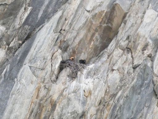 Vorschau Bild von Aktuelle Aufnahme vom 5. März vom Bruthorst in
Prägraten in Osttirol. 500 Meter Entfernung. Gerade am Anfang ist es
wichtig, dass die Geier ungestört ihren Nachwuchs versorgen können.