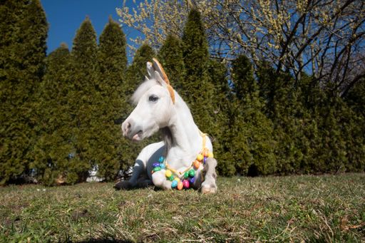  Ein wieherndes Osterei: CAVALLUNA zeigt zwei einzigartige
Programme / CAVALLUNA als passendes Ostergeschenk / Die Verwendung
dieses Bildes für redaktionelle Zwecke ist unter Beachtung aller
mitgeteilten Nutzungsbedingungen zulässig und dann auch honorarfrei.
Veröffentlichung ausschließlich mit Bildrechte-Hinweis.