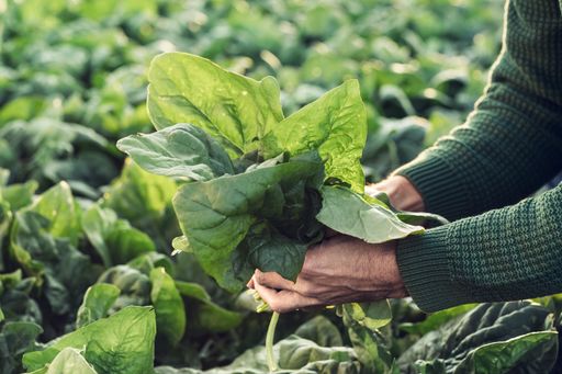 Vorschau Bild von Essen hat hierzulande für jeden Zweiten einen
wichtigen Stellenwert, wie die aktuelle iglo-Trendstudie, für die
1.015 Österreicherinnen und Österreicher befragt wurden, zeigt. Da
wundert es nicht, dass beim Essen auch an Traditionen festgehalten
wird – insbesondere zu Ostern.