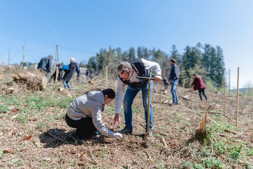 Vorschau Bild von Der vorsitzende Geschäftsführer Nikolaus Szlavik
untersützt die Baumpflanzaktion vor Ort.