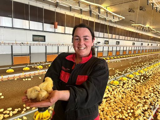 neue Rasse; besonders tierfreundlicher Stall von innen