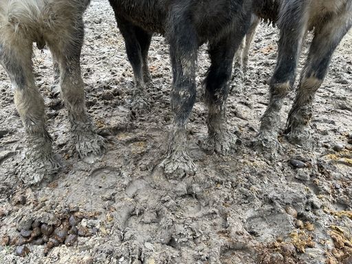 Mit Schlamm, Kot und Urin verklebte Fesseln der Pferde
verursachen schmerzhafte Ekzeme