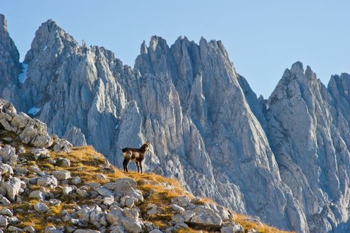 Eine Gämse vor den felsigen Gipfeln des Wilden
Kaisers, der ein Teil des Kaisergebirges ist.