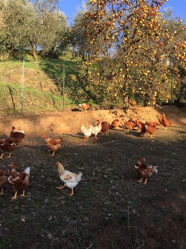 Vorschau Bild von Das Scharren vom Ruspo „Triple-P" am
Sonnenuntergang unten den Kakibäumen