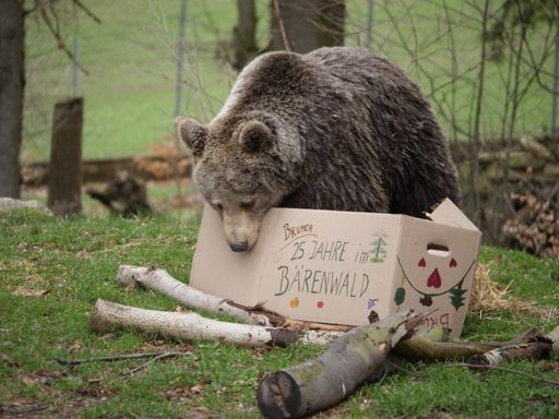  Bärin Brumca mit ihrem
Bärenwald-Geburtstags-Leckerli-Packerl