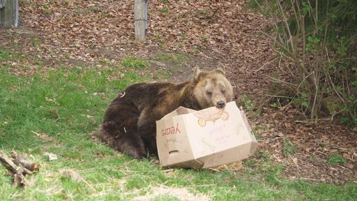 Vorschau Bild von Bär Mark mit seinem
Bärenwald-Geburtstags-Leckerli-Packerl