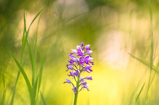  Das Foto zeigt ein Helmknabenkraut ist eine
heimische Orchidee, die auf Magerrasen gedeiht.