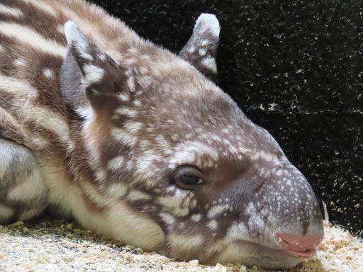  Tapir Baby Kylie genießt die angenehme Regenwald-Atmosphäre im
Südamerikahaus