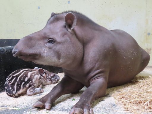 Vorschau Bild von Tapir Baby Kylie mit Mama Lelaila