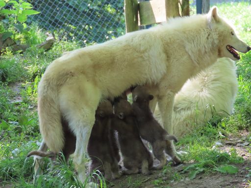 Vorschau Bild von Die Fünflinge an der "Milchbar"