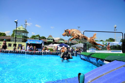  Beim DogDiving springen Hunde in ein 10m Pool