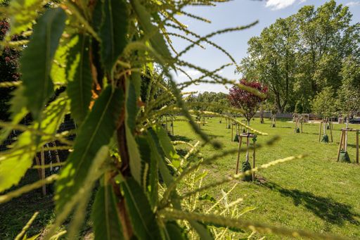 Junger Waldfriedhof am Friedhof Hernals