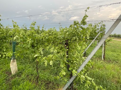 Vorschau Bild von Hagelschaden Wein