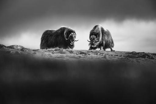 Vorschau Bild von Counterparts: Moschusochsen von Philipp Jakesch im Nationalpark
Dovrefjell in Norwegen (Kategorie: Natur/Tierwelt)