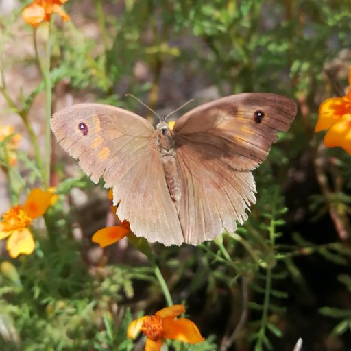 BILLA Stiftung Blühendes Österreich und „Natur im
Garten“ feiern Rekord: 23.810 Freiwillige meldeten 2022 172.000
Schmetterlinge
