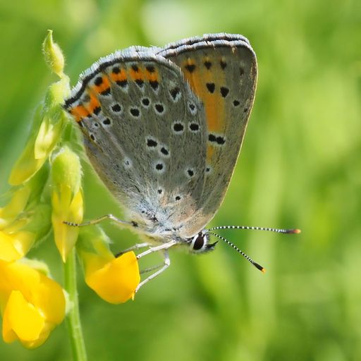 Vorschau Bild von BILLA Stiftung Blühendes Österreich und „Natur im
Garten“ feiern Rekord: 23.810 Freiwillige meldeten 2022 172.000
Schmetterlinge