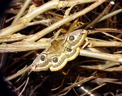 Vorschau Bild von BILLA Stiftung Blühendes Österreich und „Natur im
Garten“ feiern Rekord: 23.810 Freiwillige meldeten 2022 172.000
Schmetterlinge