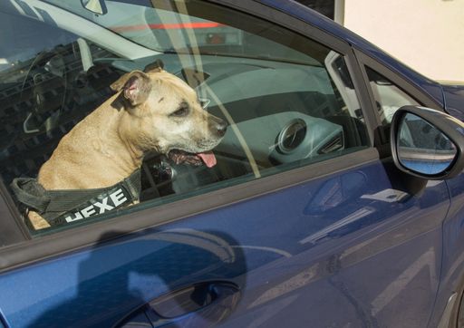  Den Hund niemals alleine im Auto lassen, warnt VIER
PFOTEN