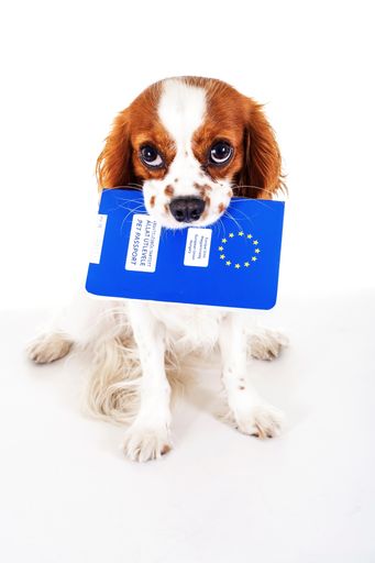 Heimtierausweis für den Hund ist in EU und EWR
verpflichtend.
