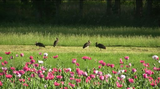  Die Waldviertler Wälder zeichnen sich durch ein
hohes Vorkommen an streng geschützten, seltene Vogelarten aus. Durch
Windkraftausbau in diesen Wäldern wird das Brutvorkommen diese
Vogelarten gefährdet.