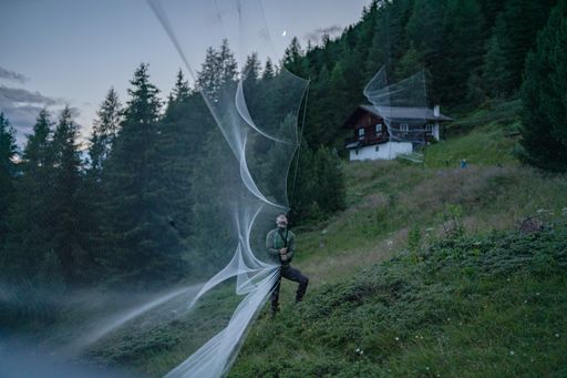 Vorschau Bild von Die Fledermausforscher:innen spannen ihre
imposanten teilweise bis zu 10 Meter langen und rund 5 bis 6 Meter
hohen Netze für den Nachtfang aus.BILD zu OTS -