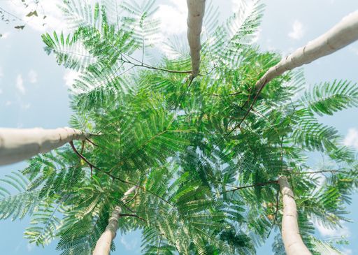 Vorschau Bild von MQ Goes Green – Start Begrünung