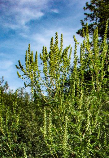 Ragweed-Pflanze (Ambrosia artemisiifolia)
