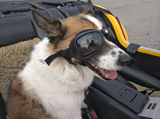 Vorschau Bild von Fröhlich auch die mitgebrachten Tiere bei den
erstmals ausgetragenen "Inn-Salzach-Classics" im Entdeckerviertel