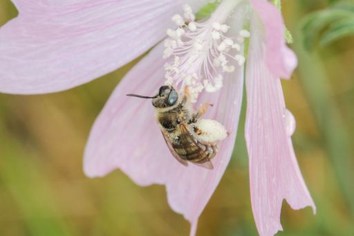 Tetraloniella malvae_Weibchen: Die
Malven-Langhornbiene benötigt den Pollen von Malvengewächsen zur
Aufzucht der Larven. Sie wurde wie viele andere Arten seit über 50
Jahren nicht mehr im Gebiet nachgewiesen.