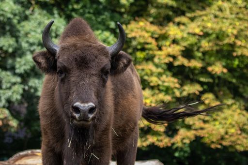 Der Verband der Zoologischen Gärten (VdZ) feiert die Rettung des
Europäischen Wisents. Vor 100 Jahren gab es keine freilebenden Tiere
mehr in Europa. Dank der Arbeit von Zoos und vielen Partnern leben
heute wieder über 8.225 Tiere in Europa. / Die Verwendung dieses
Bildes für redaktionelle Zwecke ist unter Beachtung aller
mitgeteilten Nutzungsbedingungen zulässig und dann auch honorarfrei.
Veröffentlichung ausschließlich mit Bildrechte-Hinweis.