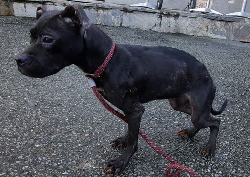 Pfotenhilfe holte 23 Hunde in erbärmlichem Zustand
ab